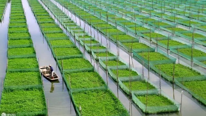 蔬菜大棚：8米与12米规格的选型考量