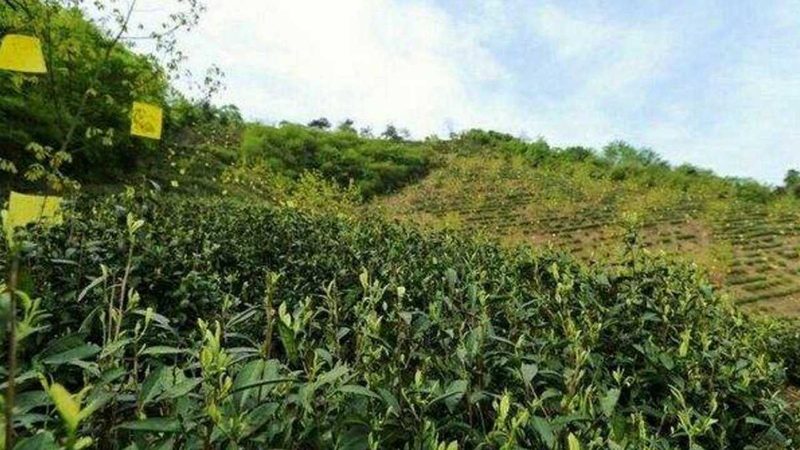 有机无土栽培：技术标准规范解析