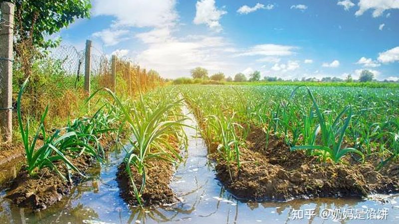 种植成本是影响每亩年收入的重要因素之一。合作社可以通过以下措施降低成本：