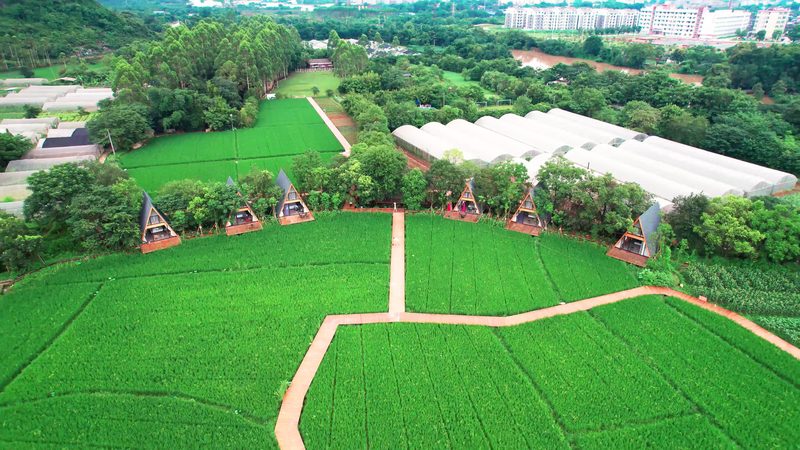 河南农资批发基地：十大品牌如何引领行业风向标
