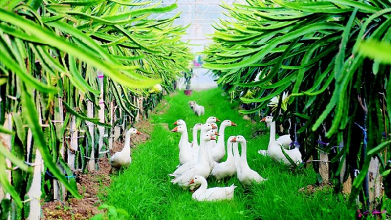 温室种植温湿度优化：关键参数与设置技巧